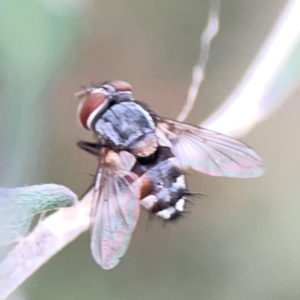 Exorista sp. (genus) at Corroboree Park - 15 Feb 2024