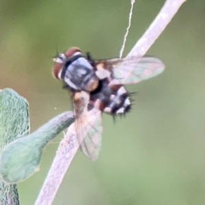 Exorista sp. (genus) at Corroboree Park - 15 Feb 2024