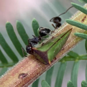 Notoncus ectatommoides at Corroboree Park - 15 Feb 2024