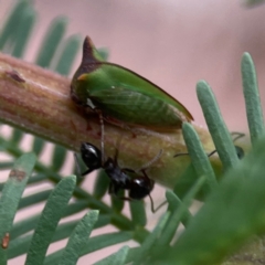 Notoncus ectatommoides at Corroboree Park - 15 Feb 2024