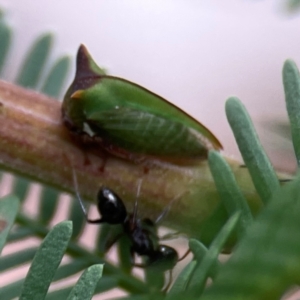 Notoncus ectatommoides at Corroboree Park - 15 Feb 2024