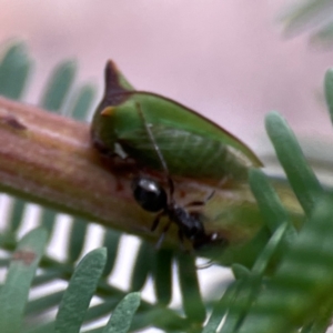 Notoncus ectatommoides at Corroboree Park - 15 Feb 2024