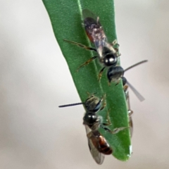 Lasioglossum (Homalictus) punctatus (A halictid bee) at Corroboree Park - 15 Feb 2024 by Hejor1