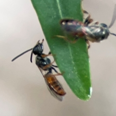 Lasioglossum (Homalictus) punctatum at Corroboree Park - 15 Feb 2024