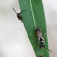 Lasioglossum (Homalictus) punctatus at Corroboree Park - 15 Feb 2024