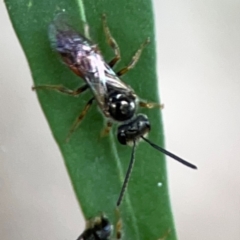 Lasioglossum (Homalictus) punctatus at Corroboree Park - 15 Feb 2024