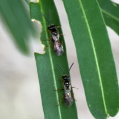 Lasioglossum (Homalictus) punctatus at Corroboree Park - 15 Feb 2024