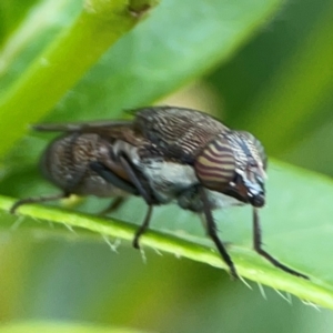 Stomorhina discolor at Corroboree Park - 15 Feb 2024