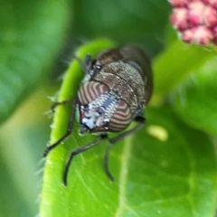 Stomorhina discolor at Corroboree Park - 15 Feb 2024