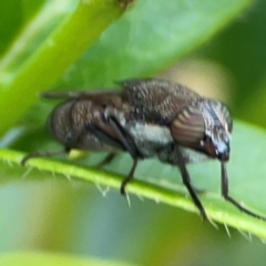 Stomorhina sp. (genus) at Corroboree Park - 15 Feb 2024 04:54 PM