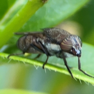 Stomorhina sp. (genus) at Corroboree Park - 15 Feb 2024 04:54 PM