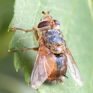 Chaetophthalmus sp. (genus) at Corroboree Park - 15 Feb 2024