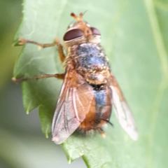 Chaetophthalmus sp. (genus) at Corroboree Park - 15 Feb 2024