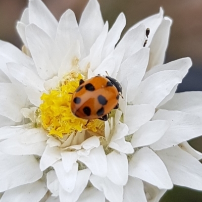 Hippodamia variegata (Spotted Amber Ladybird) at Franklin, ACT - 14 Feb 2024 by HappyWanderer