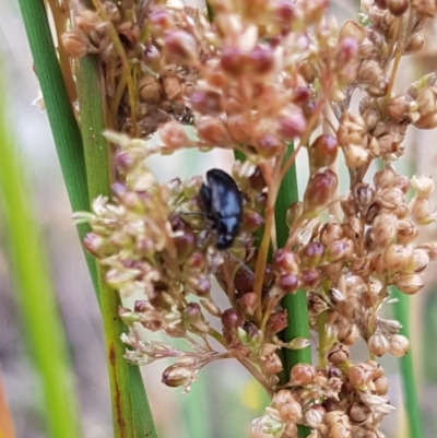 Arsipoda chrysis (Flea beetle) at North Mitchell Grassland  (NMG) - 15 Feb 2024 by HappyWanderer