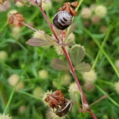 Pentatomidae (family) (Shield or Stink bug) at North Mitchell Grassland  (NMG) - 14 Feb 2024 by HappyWanderer