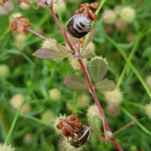 Pentatomidae (family) at North Mitchell Grassland  (NMG) - 15 Feb 2024