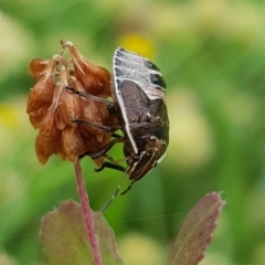 Pentatomidae (family) at North Mitchell Grassland  (NMG) - 15 Feb 2024