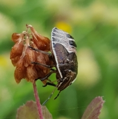 Pentatomidae (family) at North Mitchell Grassland  (NMG) - 15 Feb 2024 09:59 AM