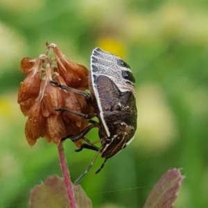 Pentatomidae (family) at North Mitchell Grassland  (NMG) - 15 Feb 2024