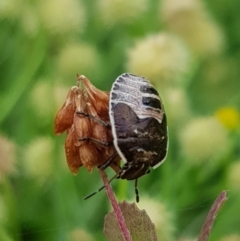 Pentatomidae (family) at North Mitchell Grassland  (NMG) - 15 Feb 2024