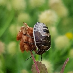 Pentatomidae (family) at North Mitchell Grassland  (NMG) - 15 Feb 2024