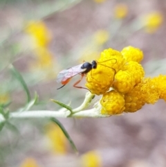 Ichneumonoidea (Superfamily) (A species of parasitic wasp) at Budjan Galindji (Franklin Grassland) Reserve - 14 Feb 2024 by HappyWanderer