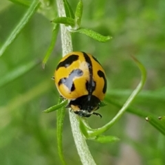 Coccinella transversalis (Transverse Ladybird) at Budjan Galindji (Franklin Grassland) Reserve - 14 Feb 2024 by HappyWanderer