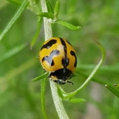 Coccinella transversalis (Transverse Ladybird) at North Mitchell Grassland  (NMG) - 14 Feb 2024 by HappyWanderer