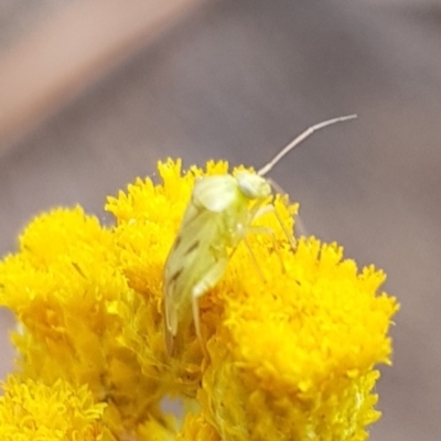 Miridae (family) (Unidentified plant bug) at Franklin, ACT - 14 Feb 2024 by HappyWanderer