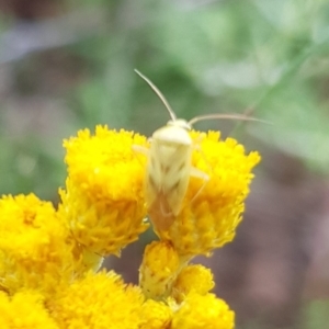 Miridae (family) at North Mitchell Grassland  (NMG) - 15 Feb 2024