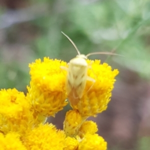Miridae (family) at Undefined Area - 15 Feb 2024 10:15 AM