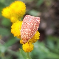 Syringoseca rhodoxantha (A concealer moth) at Budjan Galindji (Franklin Grassland) Reserve - 14 Feb 2024 by HappyWanderer