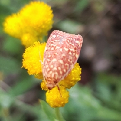 Syringoseca rhodoxantha (A concealer moth) at Franklin, ACT - 14 Feb 2024 by HappyWanderer