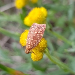 Syringoseca rhodoxantha at North Mitchell Grassland  (NMG) - 15 Feb 2024