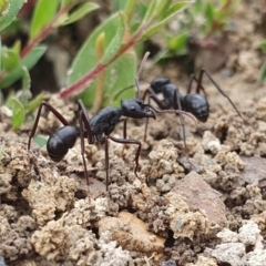 Rhytidoponera punctiventris (A Pony Ant) at Rugosa - 13 Feb 2024 by SenexRugosus