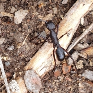 Rhytidoponera punctiventris at Rugosa - 14 Feb 2024