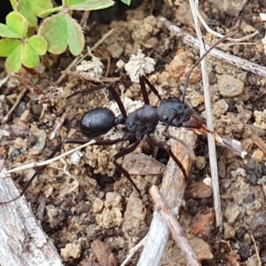 Rhytidoponera punctiventris at Rugosa - 14 Feb 2024