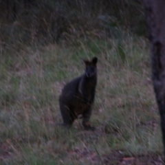 Wallabia bicolor (Swamp Wallaby) at Kosciuszko National Park - 14 Feb 2024 by MB