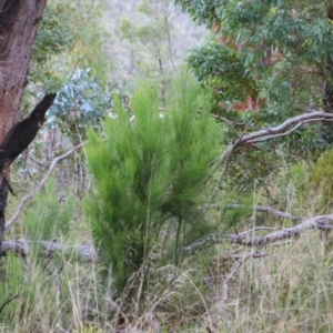 Exocarpos strictus at Kosciuszko National Park - 14 Feb 2024