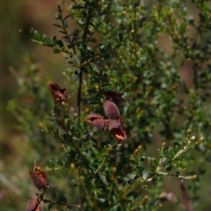 Mirbelia oxylobioides at Kosciuszko National Park - 14 Feb 2024