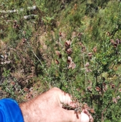 Mirbelia oxylobioides at Kosciuszko National Park - 14 Feb 2024