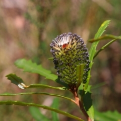 Banksia marginata (Silver Banksia) at Kosciuszko National Park - 14 Feb 2024 by MB