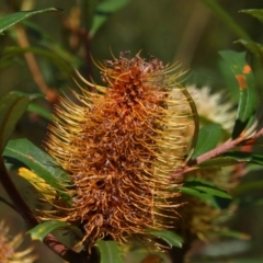 Banksia marginata at Kosciuszko National Park - 14 Feb 2024