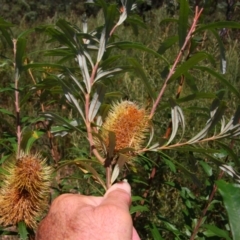 Banksia marginata at Kosciuszko National Park - 14 Feb 2024