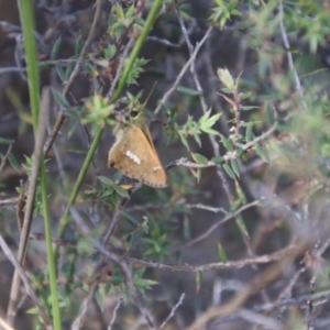 Dispar compacta at Tidbinbilla Nature Reserve - 7 Feb 2024 10:26 AM