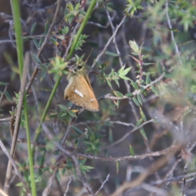 Dispar compacta (Barred Skipper) at Tidbinbilla Nature Reserve - 6 Feb 2024 by Csteele4