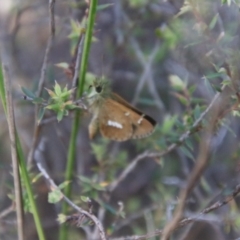 Dispar compacta at Tidbinbilla Nature Reserve - 7 Feb 2024 10:26 AM