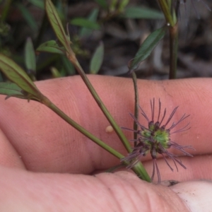 Opercularia hispida at Illilanga & Baroona - 5 Nov 2020