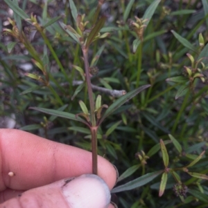 Opercularia hispida at Illilanga & Baroona - 5 Nov 2020